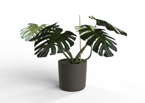 Monstera Plant preview image